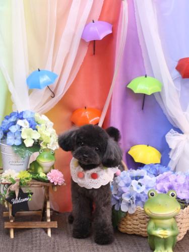 20230629ラテちゃん